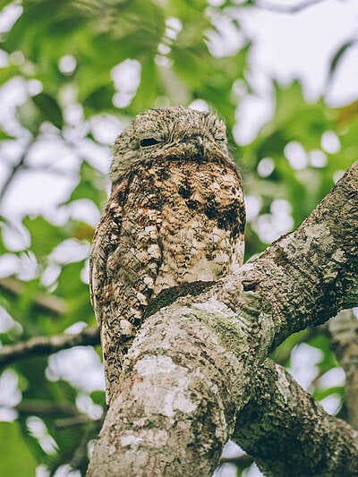 Por qué los hatos del Casanare albergan tanta fauna silvestre ?