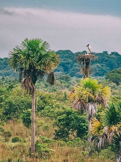 Por qué los hatos del Casanare albergan tanta fauna silvestre ?