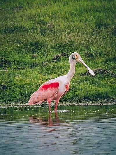 Por qué los hatos del Casanare albergan tanta fauna silvestre ?