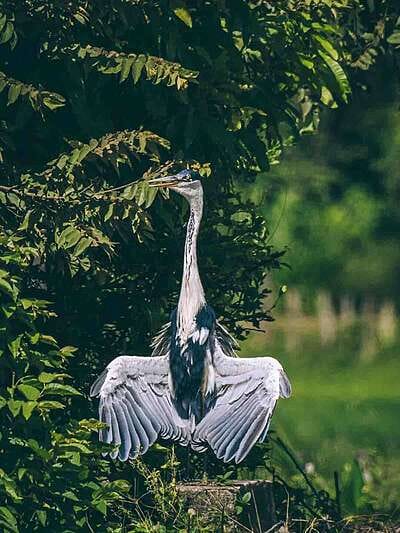 Por qué los hatos del Casanare albergan tanta fauna silvestre ?