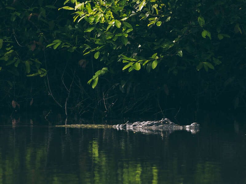 Por qué los hatos del Casanare albergan tanta fauna silvestre ?