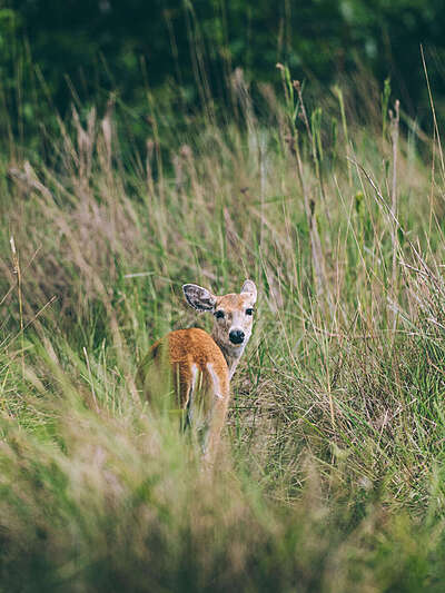 Por qué los hatos del Casanare albergan tanta fauna silvestre ?