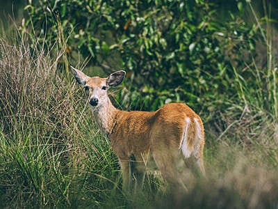Por qué los hatos del Casanare albergan tanta fauna silvestre ?