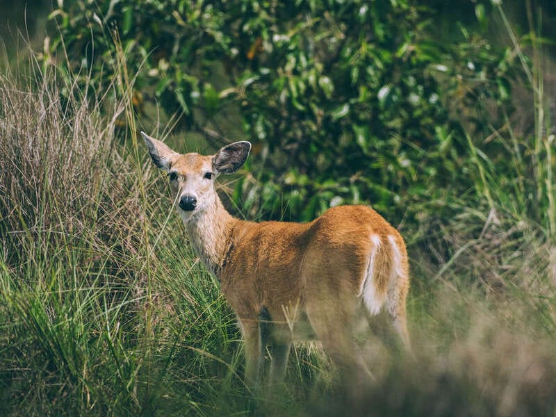 Por qué los hatos del Casanare albergan tanta fauna silvestre ?