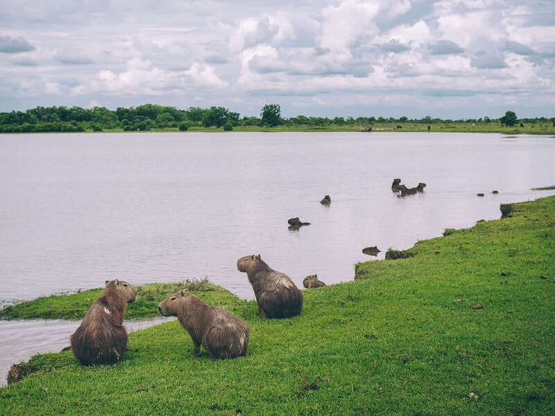 Por qué los hatos del Casanare albergan tanta fauna silvestre ?