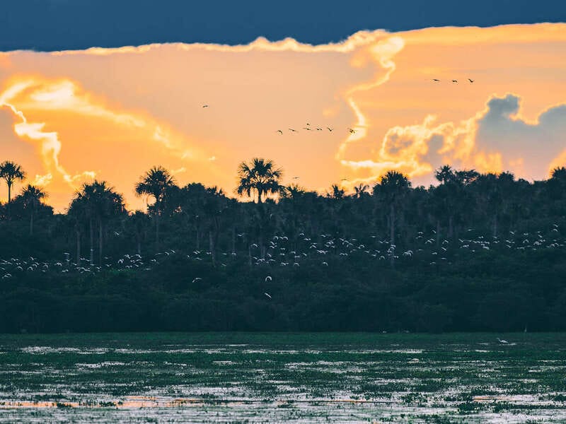 Por qué los hatos del Casanare albergan tanta fauna silvestre ?