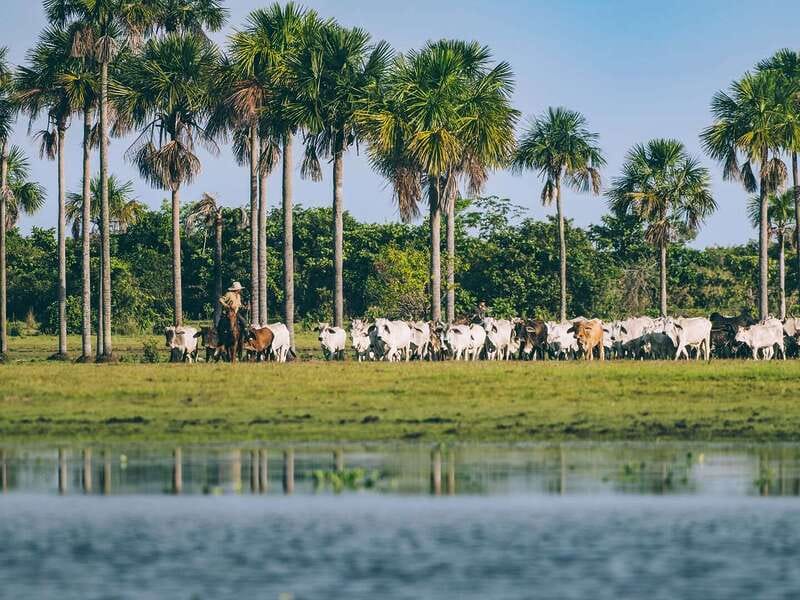 Por qué los hatos del Casanare albergan tanta fauna silvestre ?