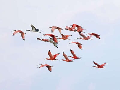 Por qué los hatos del Casanare albergan tanta fauna silvestre ?