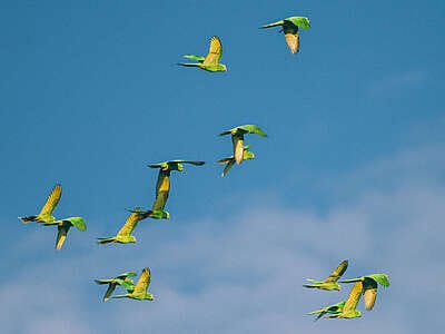 Por qué los hatos del Casanare albergan tanta fauna silvestre ?