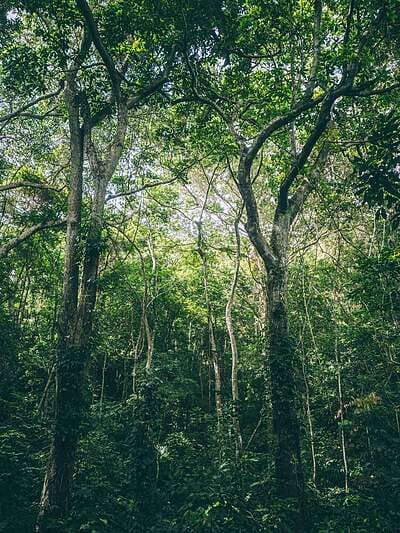 Trek Parque Tayrona 2 días: de Calabazo a El Zaino