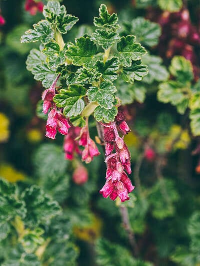 Nevado del Ruíz : Paisajes volcánicos al alcance de todos