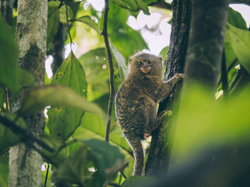 Preparar un viaje al Amazonas Colombiano : todo lo que debes saber