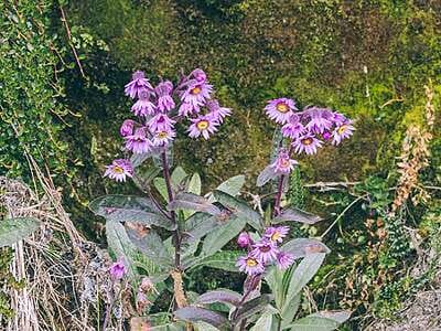 Nevado del Ruíz : Paisajes volcánicos al alcance de todos