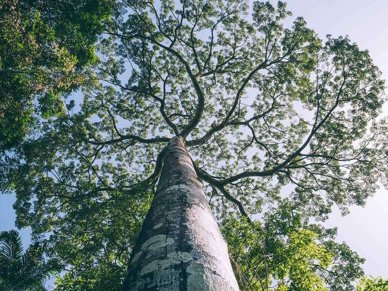 Guía práctica para viajar al Amazonas Colombiano : todo lo que debes saber antes de viajar