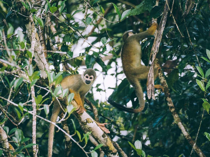 Guía práctica para viajar al Amazonas Colombiano : todo lo que debes saber antes de viajar